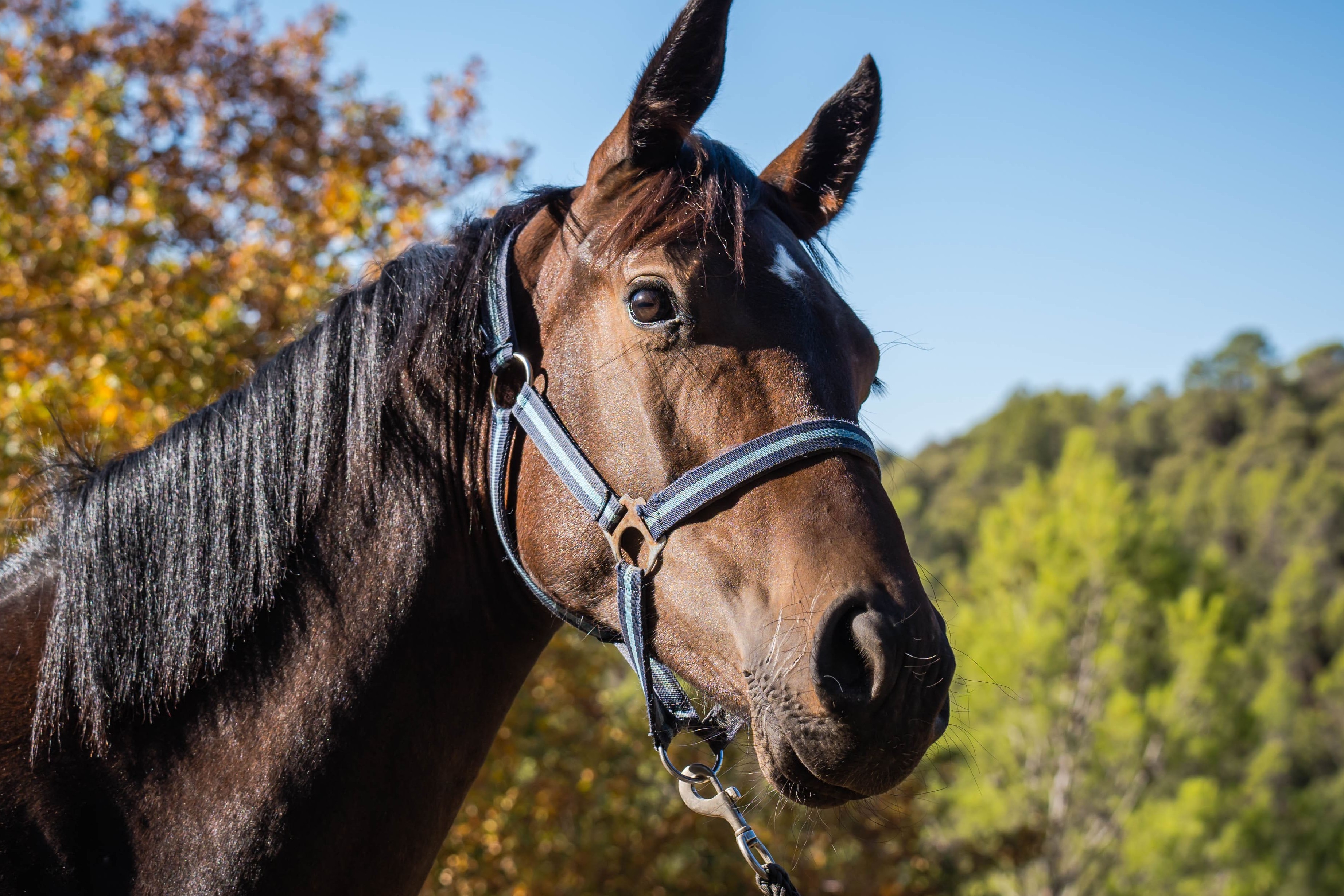 horse